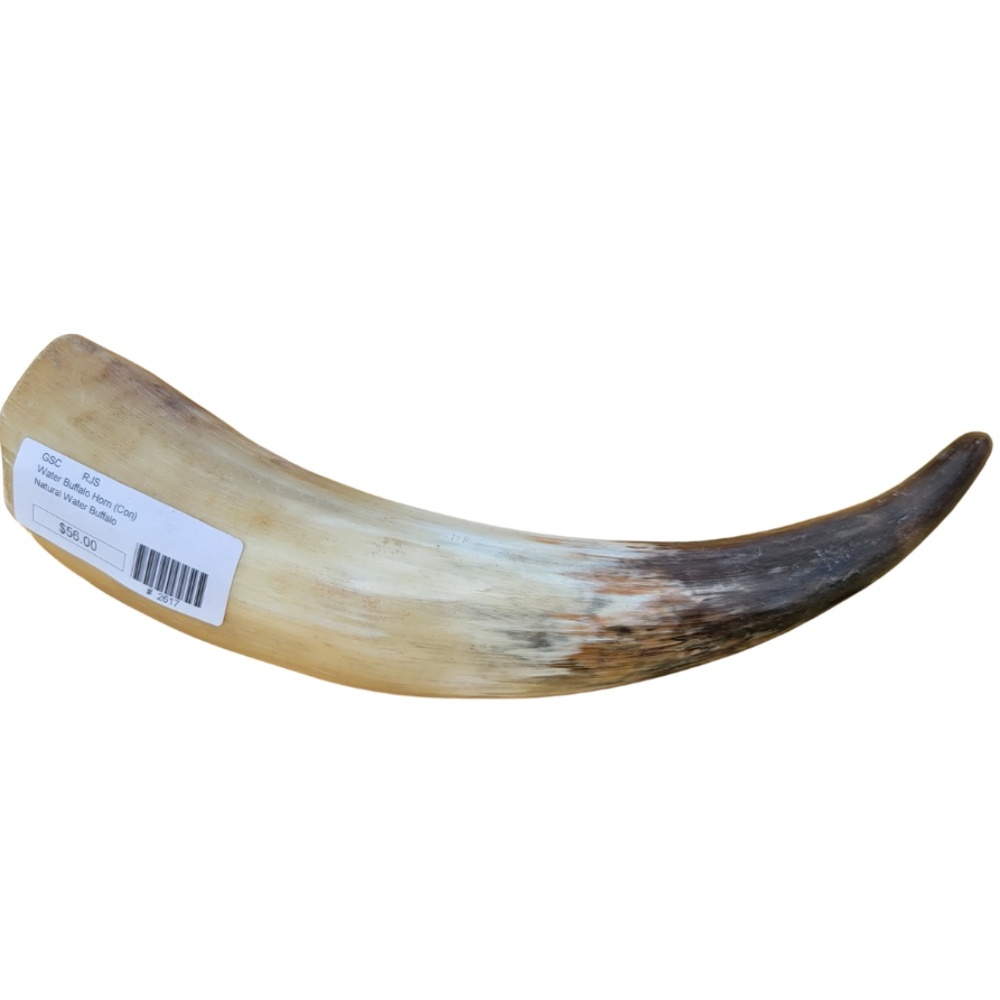 Water Buffalo Horn